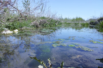 detail of wetland