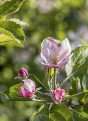 detail of pink apple bud at the tree