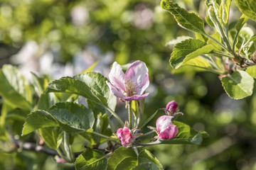 detail of pink apple bud at the tree