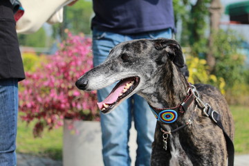 Profilo di galgo felice