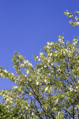 plant with acacia flower