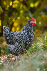 Chicken in a garden on a background of autumn leaves.