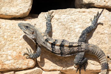 Iguana at Chichen Itza