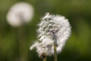 Dandelion