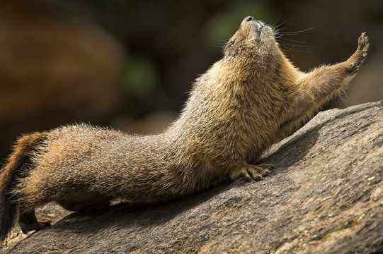 Marmot stretching on rocks in Colorado