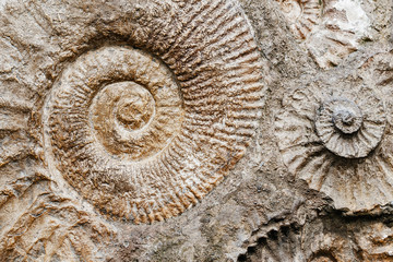 Closeup of many ammonite prehistoric fossil on the surface of the stone, Archeology and paleontology concept