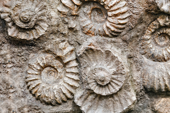 Closeup of many ammonite prehistoric fossil on the surface of the stone, Archeology and paleontology concept