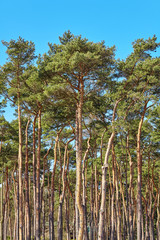 Picture of tall pine trees.