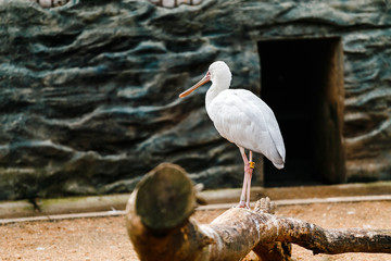 Eurasian Spoonbill, Platalea leucorodia, in the Prague Zoo