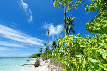Beautiful white sand tropical beach with palm trees. Copy space.