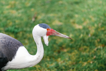 Wattled Crane Bugeranus carunculatus is a big bird with unusual red Cutaneous growths