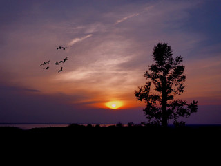 Big tree back in the sunset It is a beautiful picture.