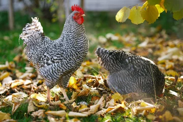 Küchenrückwand glas motiv Hähnchen Hahn und Hühner im Garten auf einem Hintergrund von Herbstblättern.