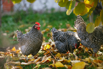 Rooster and chickens in the garden on a background of autumn leaves.