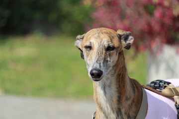 Un saluto da un galgo