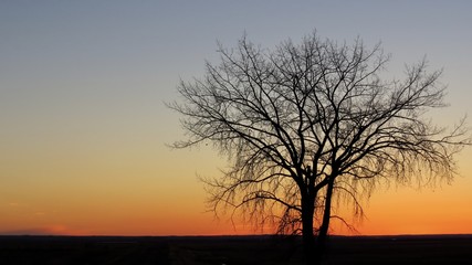 Fototapeta na wymiar Simple prairie sunset with a lonely tree - Saskatchewan, Canada