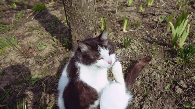 Black and white domestic cat is scratching its head while sitting on the ground outdoors. Slow motion.