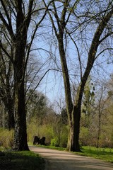 Obraz premium Park in spring