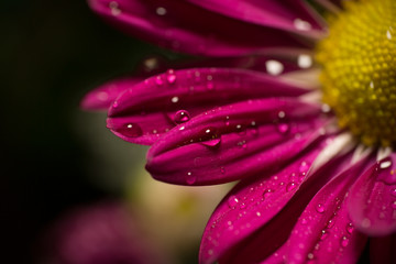 Drops on a flower