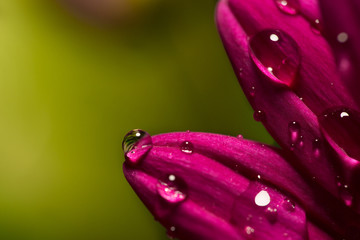Drops on a flower
