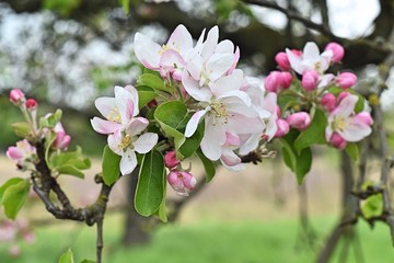 Fototapeta premium Apfelblüten