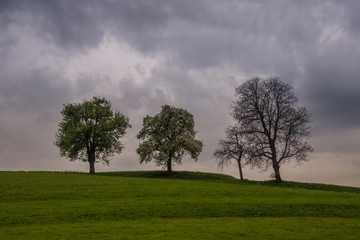 Bäume in Krenglbach