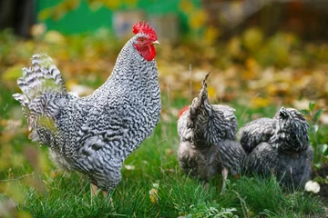 Abwaschbare Fototapete Hähnchen Hahn und Hühner im Garten auf einem Hintergrund von grünem Gras und Herbstlaub.