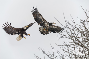 Fototapeta premium Juvenile Bald Eagle