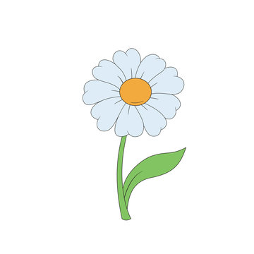 Cartoon daisy. Simple flower on white background. 