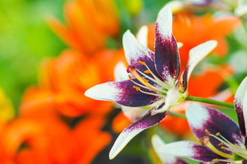 Closeup view of the purple and white daylily flowers in the garden against the blurred green and orange background.