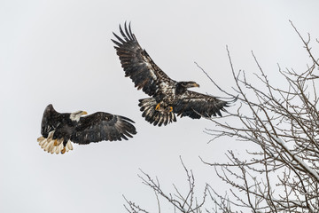 Juvenile Bald Eagle