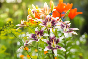 Fototapeta premium Purple and white daylily flowers in the garden against the blurred green, yellow and orange background.
