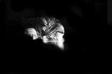 Fototapeta na wymiar Sleeping kitten