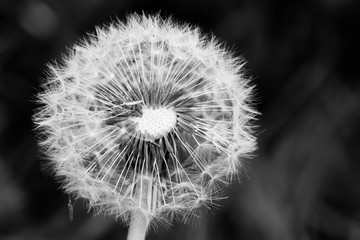 Black and white image of a seed head of the dandelion family with many seeds already dispersed