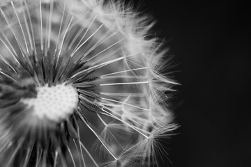 Black and white image of a seed head of the dandelion family with many seeds already dispersed