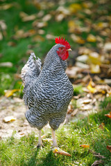 Rooster in the garden on a background of green grass and autumn leaves.