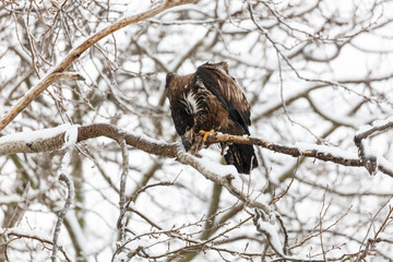 Juvenile Bald Eagle