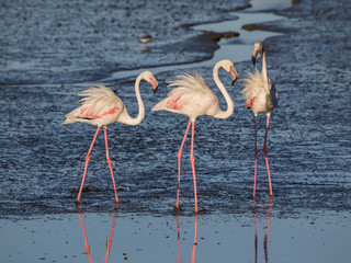 Obraz premium Three flamingos with the bristling plumage