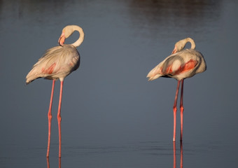 Couple of flamingos accicalating the plumage