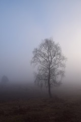 Obraz na płótnie Canvas misty trees 2