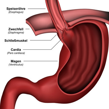 Anatomie Mageneingang und Speiser&ouml;hre, vektor illustration