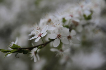 Spring blooming sakura cherry flowers branch