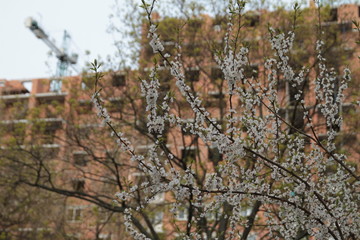 flowering tree on a background old building