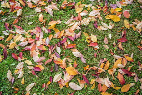 leafes