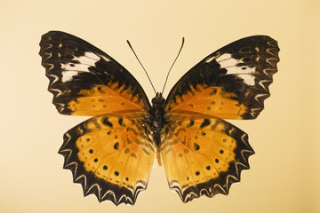 Closed up Butterfly on flower -Blur flower background 