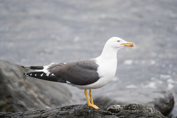 Fototapeta premium Lesser black-backed gull