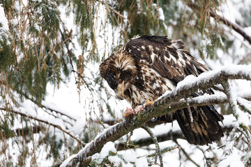 Juvenile Bald Eagle