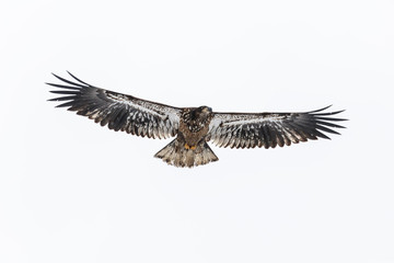 Juvenile Bald Eagle