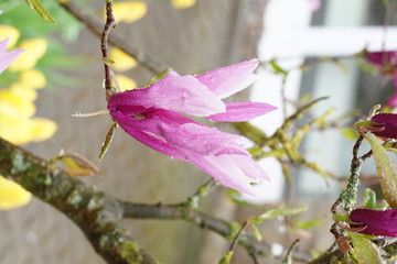 Purpur-Magnolie (Magnolia liliiflora) im Regen