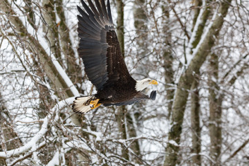 flying Bald Eagle